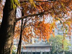 -荔湾湖公园