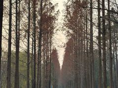 -昆山城市生态森林公园