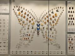 -四川大学博物馆