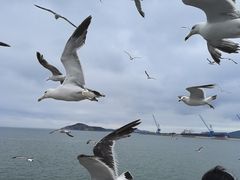 -海驴岛(荣成市)
