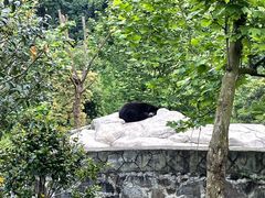 -都江堰中华大熊猫苑