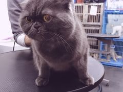 -八公叔叔宠物美容连锁(春申店)