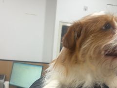 -米苏动物医院·犬猫专科·骨科外科内窥镜