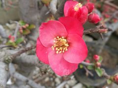 -龙大花卉苗木市场