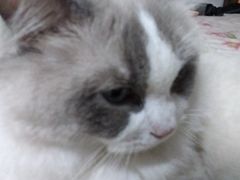 -中农国际动物医院24小时·猫科·骨科·急重症中心