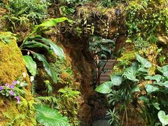 -深圳仙湖植物园