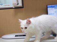 -瑞派康怡24h宠物医院·犬猫医疗中心·微创绝育(瑞景分院)
