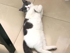 -宠爱国际动物医院· 猫科· 外科·中兽医(长白店)