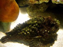 -悉尼海洋生物水族馆