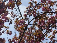 -高东镇樱花园