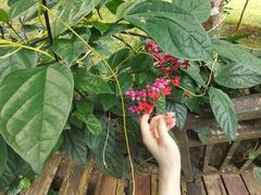 -中国科学院西双版纳热带植物园