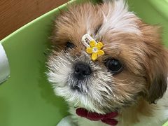 -宠福鑫动物医院(望京分院)