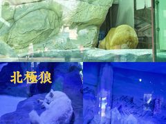 -海合安成都极地海洋公园