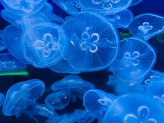 -芜湖新华联大白鲸海洋公园