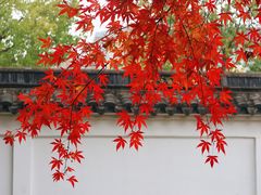 -秋霞圃