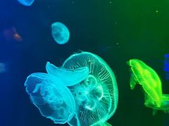 -太平洋海底世界