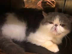 -more than meow吴止猫主题餐厅(承德 中船汇店)