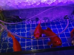 -AdD全日制餐厅(中谷花园酒店)