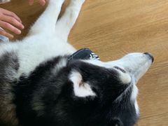 -Husky Go! 哈士奇体验馆·宠物咖啡厅狗咖