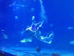 -烟台海昌鲸鲨海洋公园