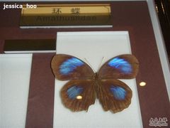 -上海昆虫博物馆