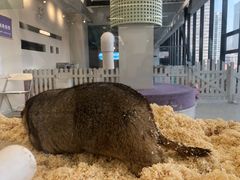 -怪兽屋·羊驼·猫咖·狗咖(俊华广场店)