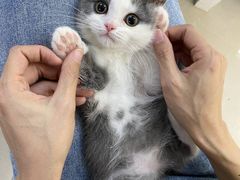 -lincat·猫舍(广州店)