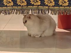 -平行世界·猫咖(首经贸店)