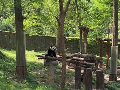 -都江堰中华大熊猫苑