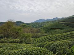 -龙坞茶村