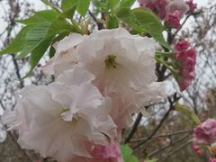-天适樱花悠乐园
