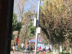 -合肥滨湖国家森林公园