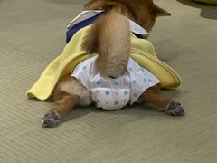 -逗柴咖啡屋·狗咖猫咖宠物桌游