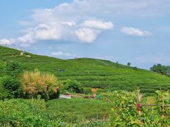 -龙坞茶村