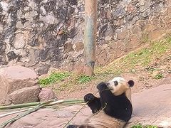 -都江堰中华大熊猫苑