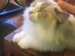 -李小姐の猫咖啡馆(五角场店)