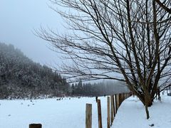 -武陵山森林公园