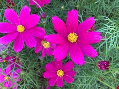 -南宁良凤江国家森林公园