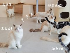 -有喵·猫咖·狗咖·30几只猫10只小狗(岗厦店)