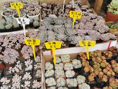 -桂林市花鸟市场