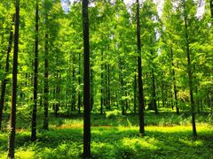 -黄海国家森林公园