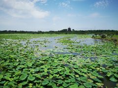 -上海海湾国家森林公园