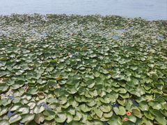 -贡湖湾湿地公园