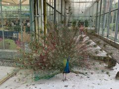-上海鲜花港