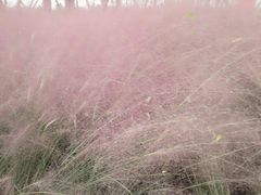 -白鹭湾湿地公园