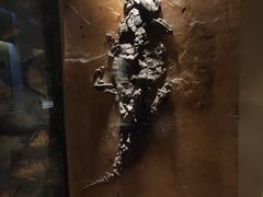 -辽宁古生物博物馆