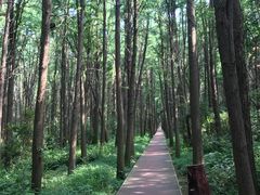 -同里国家湿地公园
