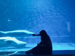 -芜湖新华联大白鲸海洋公园