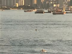 -香港港岛太平洋酒店