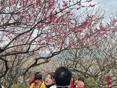 -香雪海